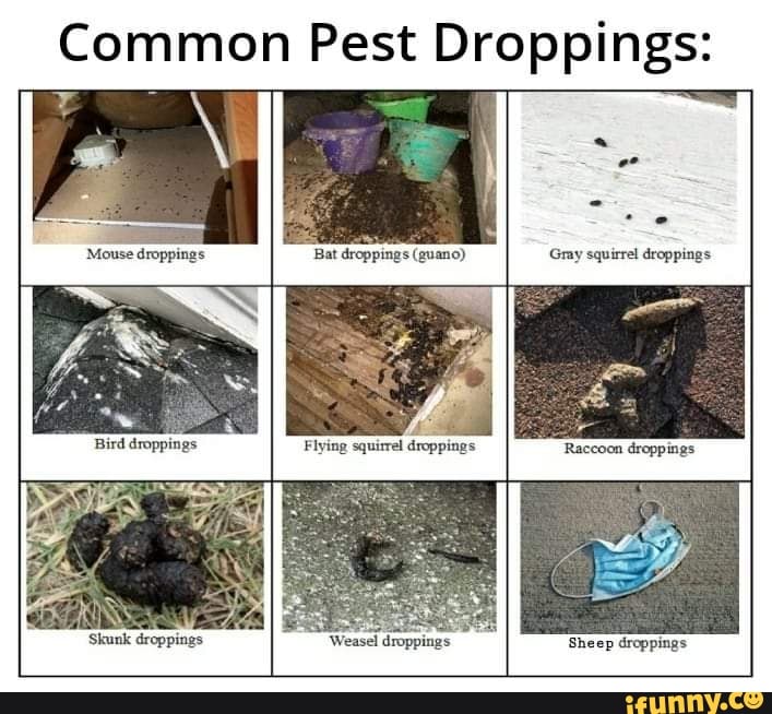 Common Pest Droppings: Bat droppings (guano) Flying squirrel droppings ...