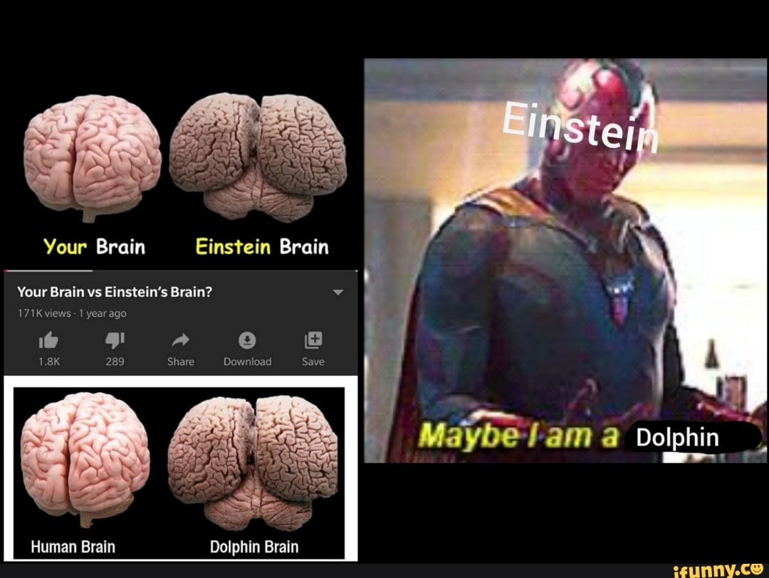 Your Brain Einstein Brain Your Brain Vs Einstein S Brain 171k Views 1