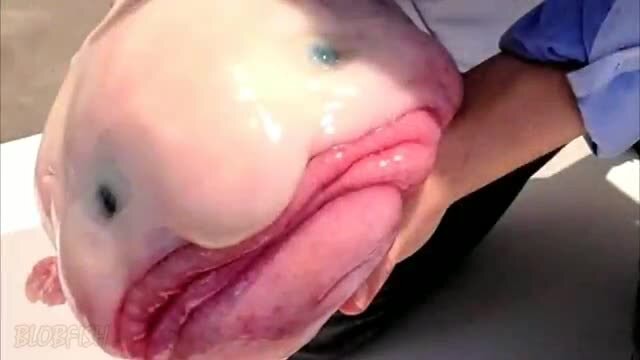 Blobfish in their Blobfish decompressed natural environment: on land and  also dead: - iFunny Brazil