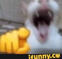 Screaming Cat faleceu, o gatinho que ficou famoso por gritar / chorar em  memes - iFunny Brazil