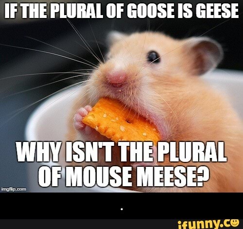 Goose memes. Best Collection of funny Goose pictures on iFunny Brazil