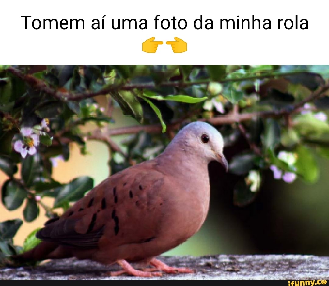 Tomem aí uma foto da minha rola - iFunny Brazil