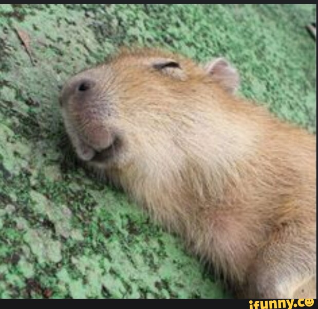 Uma capivara dormido - iFunny Brazil