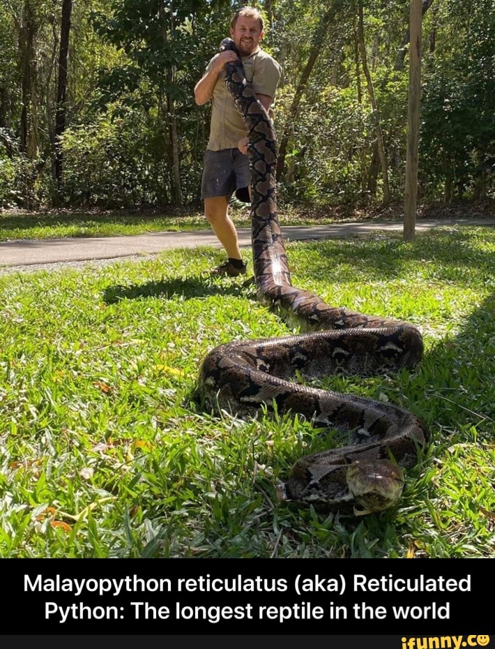 ANNE Malayopython Reticulatus aka Reticulated Python The Longest 