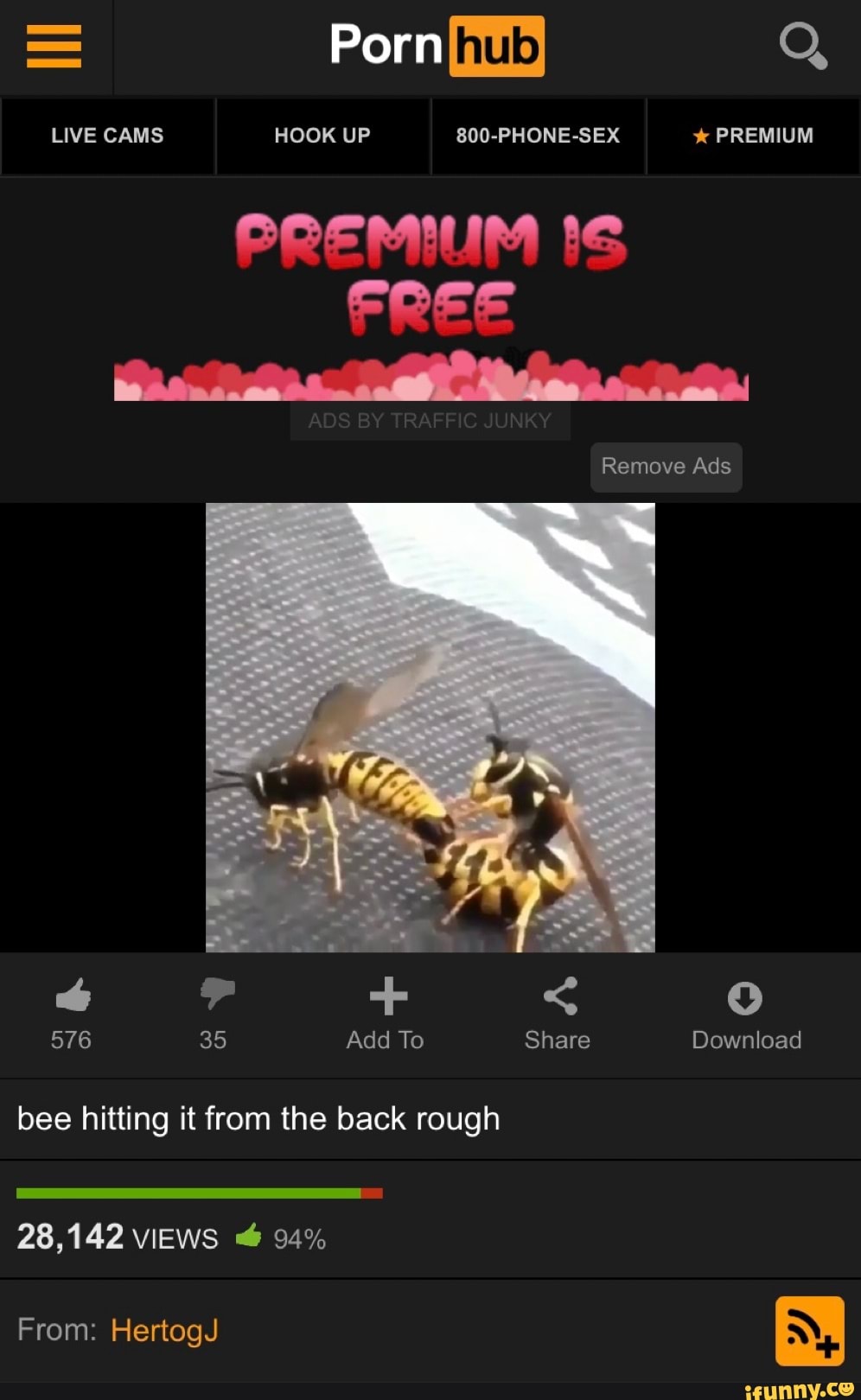 Rough bee hitting it from the back - iFunny Brazil