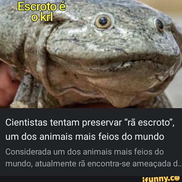 Confira os animais mais feios do mundo; um deles vai te surpreender