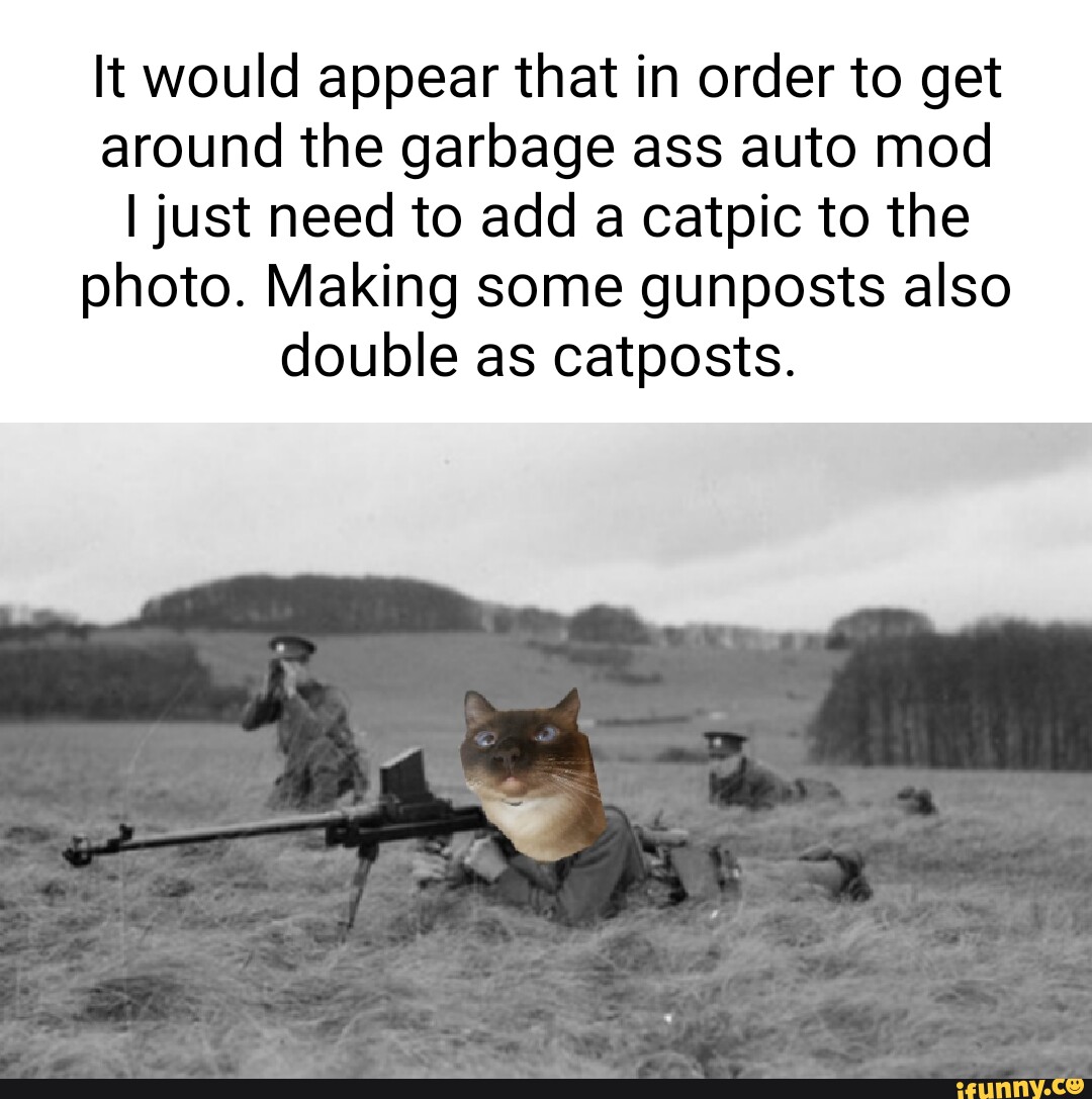 Catposting memes. Best Collection of funny Catposting pictures on iFunny  Brazil