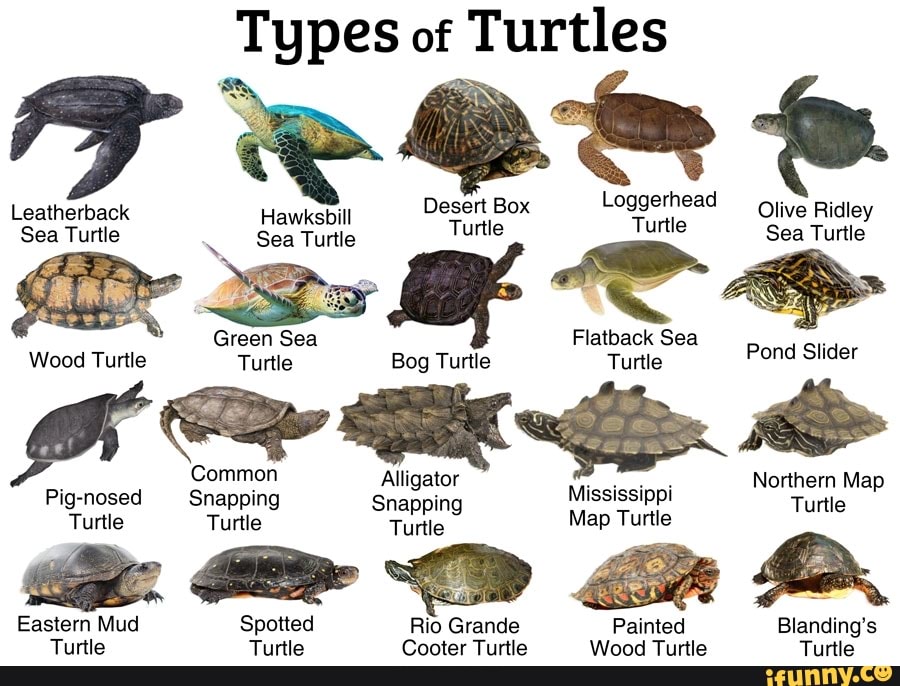 Types of Turtles Loggerhead Leatherback Hawksbill Desert Box Olive ...