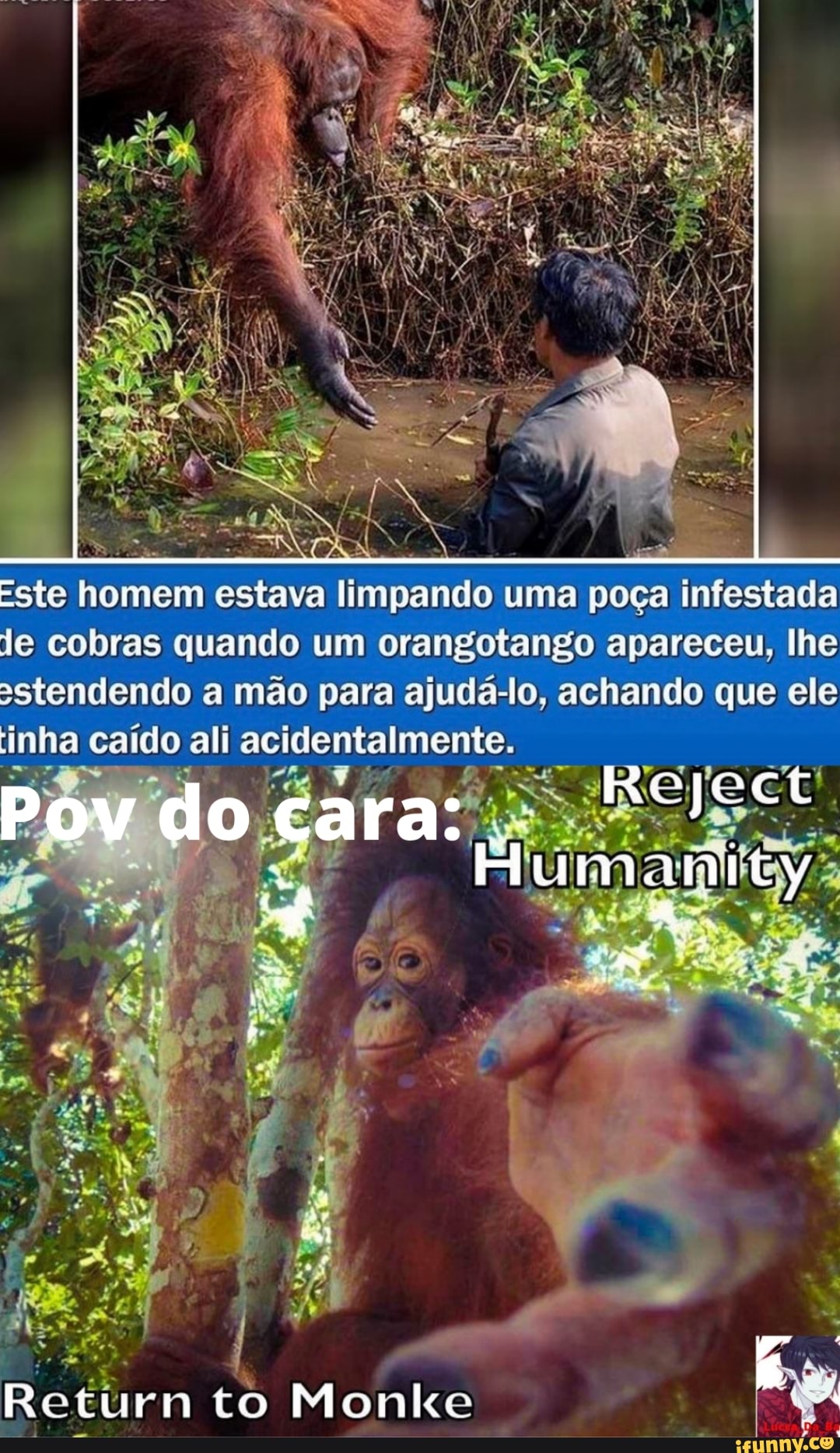 Macaco oferece a humanos esse rosto para fazer memes : r/HUEstation