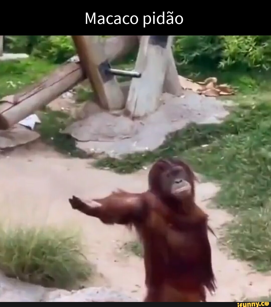 Macaco pidão - iFunny Brazil