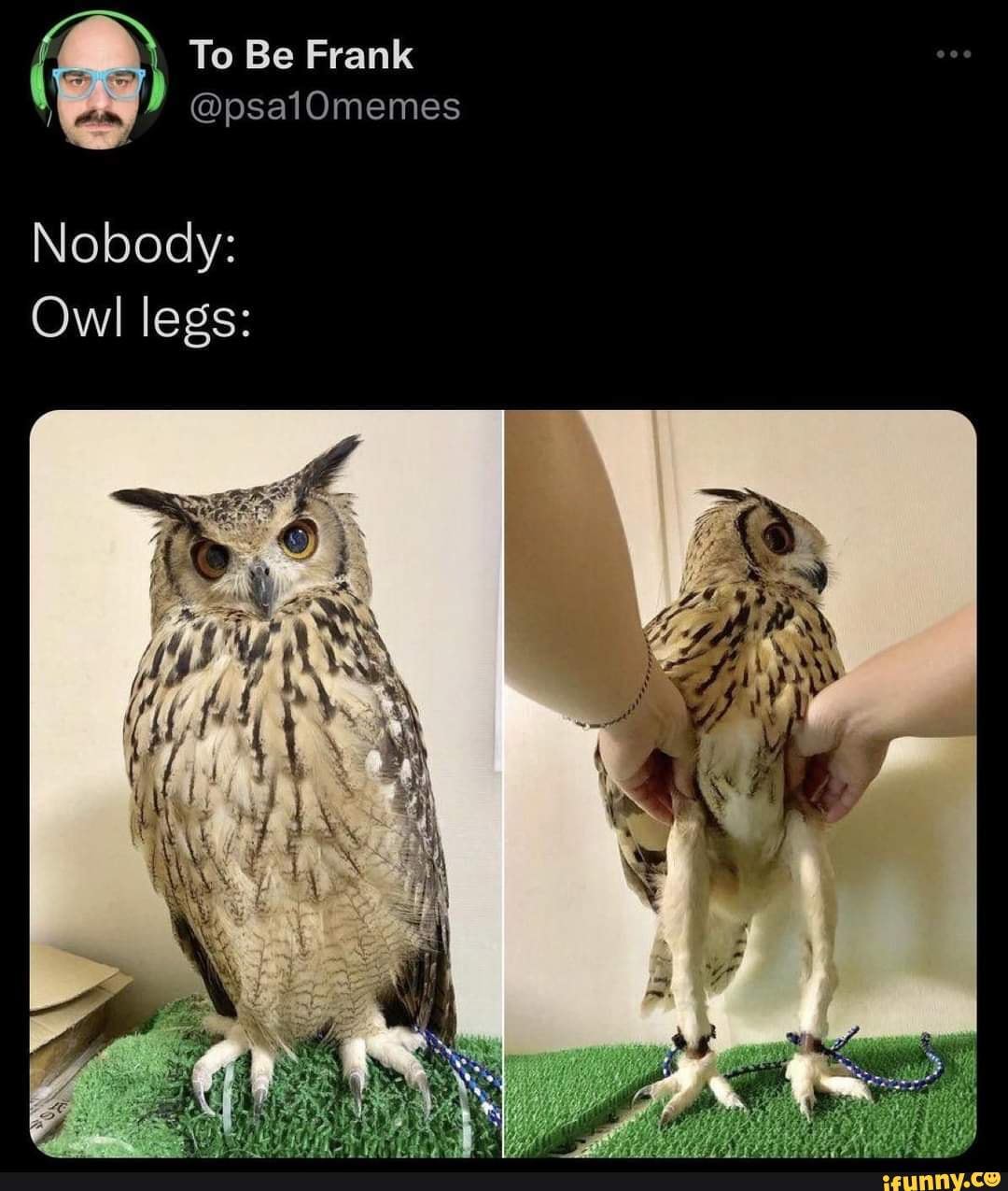 Fun fact: owls have long legs they'rejust hidden - iFunny Brazil