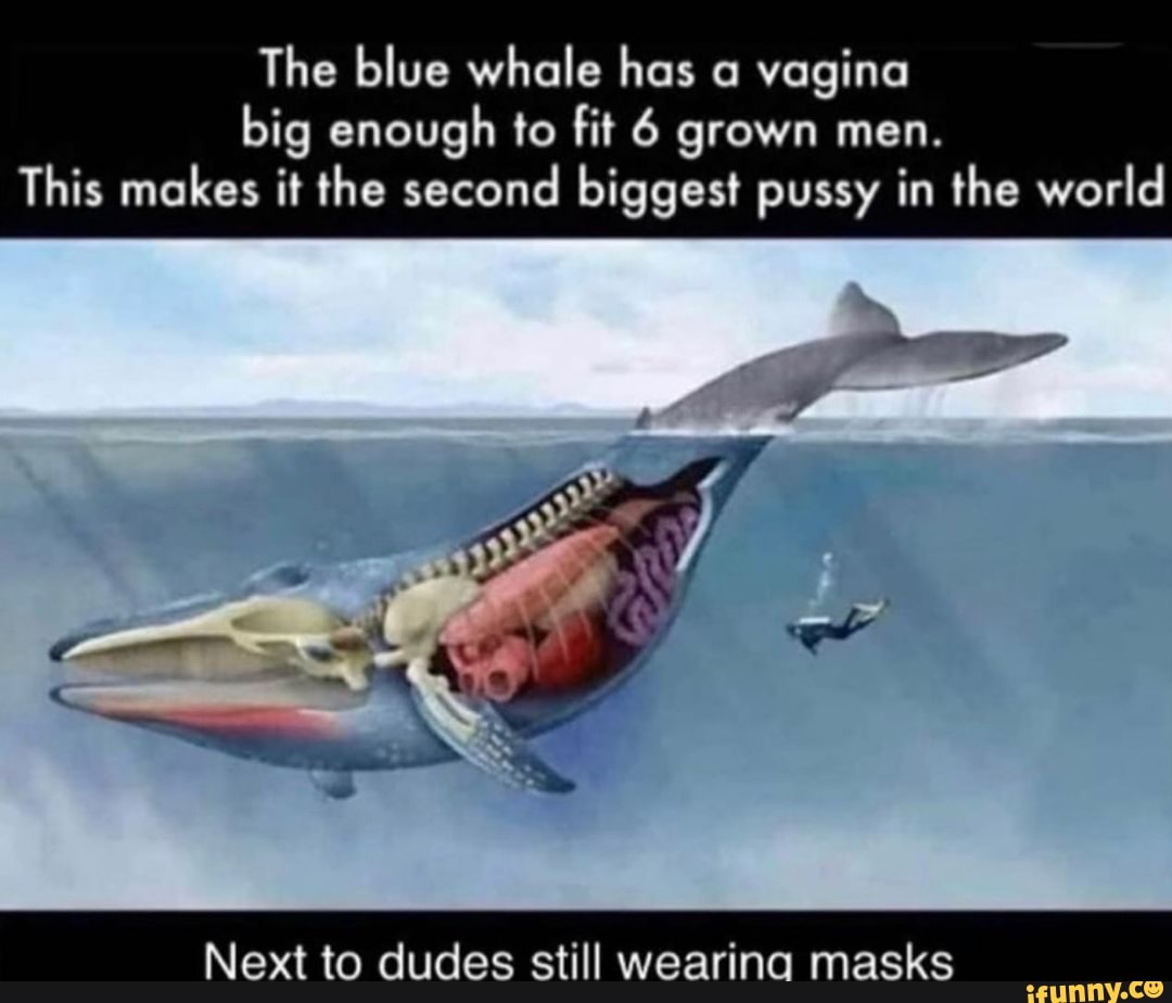 The blue whale has a vagina big enough to fit 6 grown men. This makes it  the second biggest pussy in the world Next to dudes still wearina masks -  iFunny Brazil