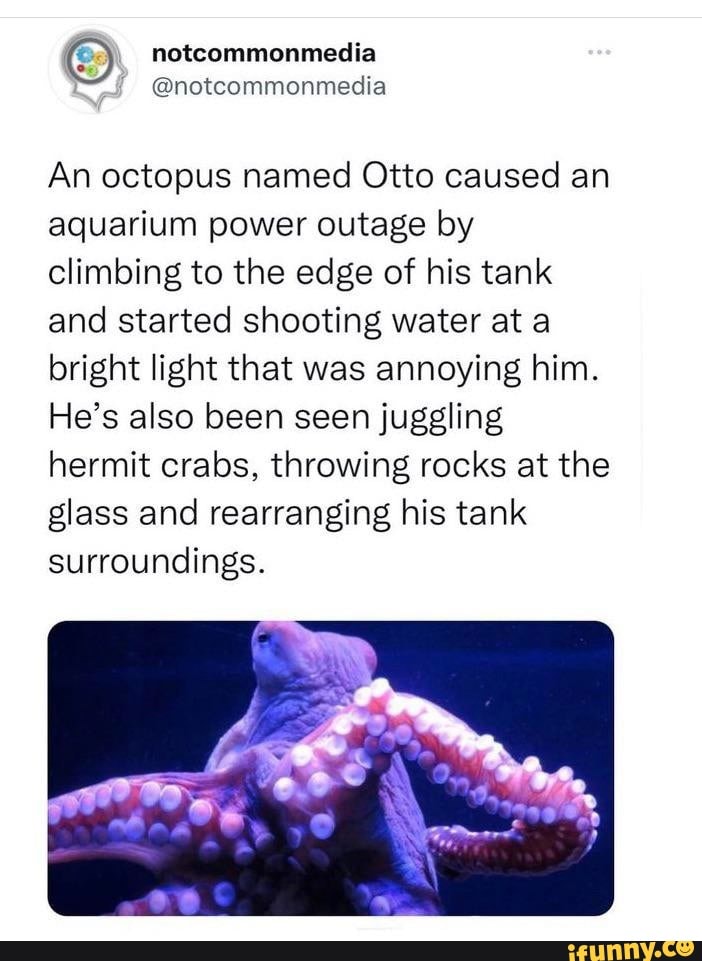 FACTS on Instagram: 🐙 Otto the Octopus, the six-month-old rabble-rouser,  had climbed up the side of his tank and was squirting water at the  2,000-watt spotlight overhead. It turns out the aquarium