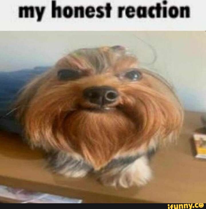 My Honest Reaction Dog GIF - My honest reaction My Honest