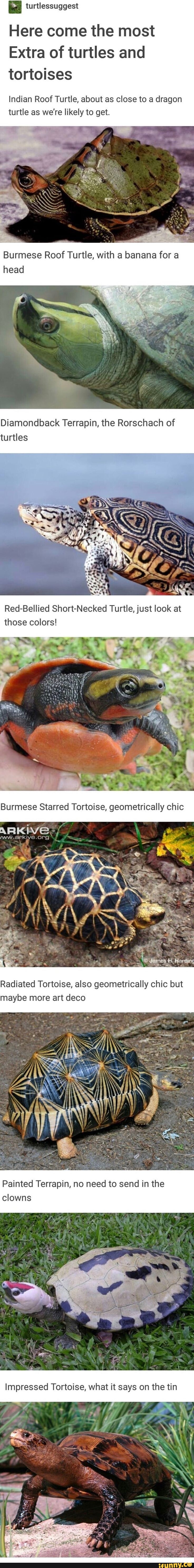 Turtlessuggest Memes. Best Collection Of Funny Turtlessuggest Pictures 