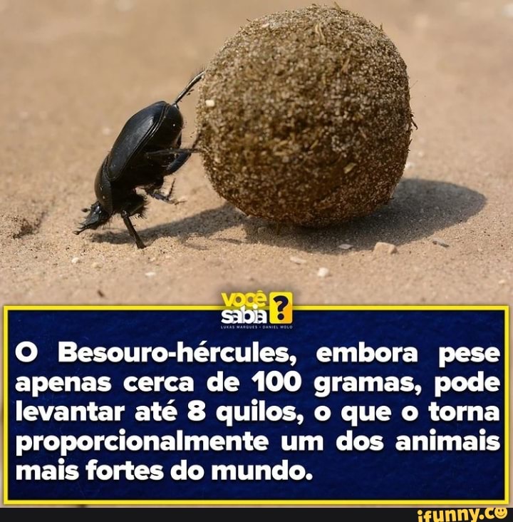 Besouro Hércules