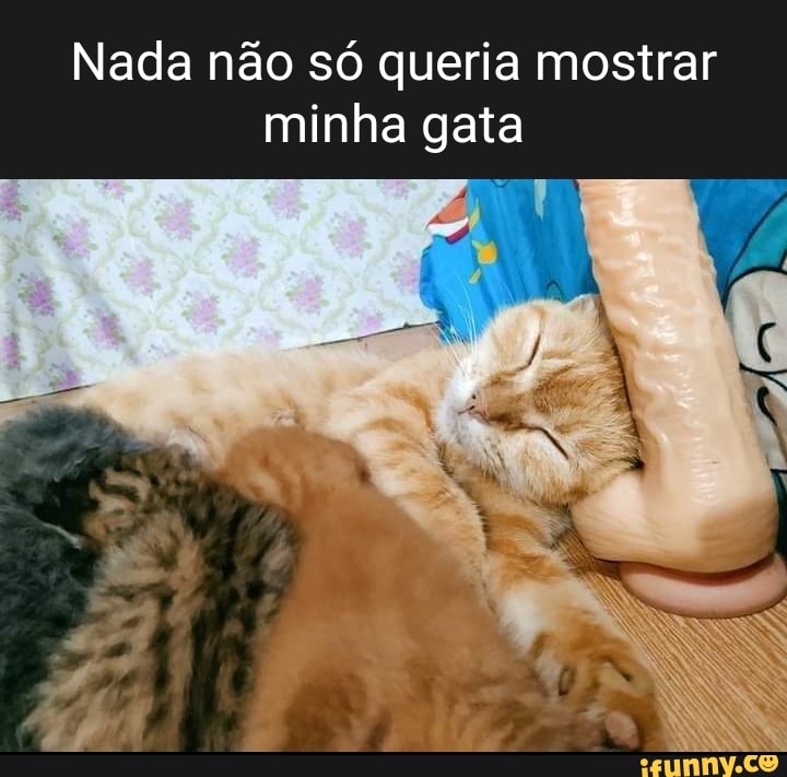 Minha gata não quis mais jogar o joguinho de gato do capeta - iFunny Brazil