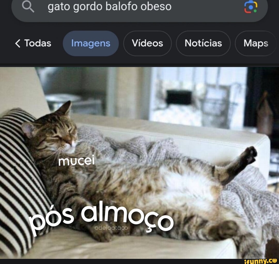 Gato Brazilian Videos – Apps no Google Play